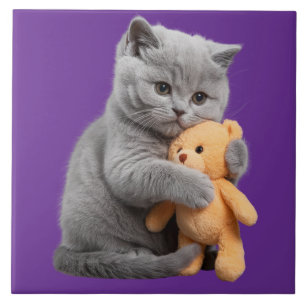Britische Kurzhaar und Teddybär-dekorative Tile Fliese