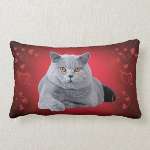 Britische Kurzhaarkatze Lendenkissen