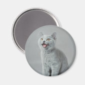 Britische Kurzhaarküche Magnet (Vorderseite/Rückseite)