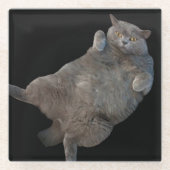 Britische Kurzkatze auf der Rückseite Glasuntersetzer (Vorderseite)
