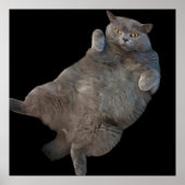 Britische Kurzkatze auf der Rückseite Poster (Vorne)