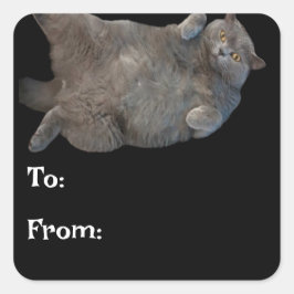 Britische Kurzkatze auf der Rückseite Quadratischer Aufkleber