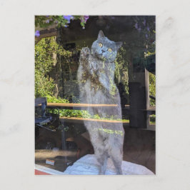 Britische Kurzkatze im Fenster Postkarte