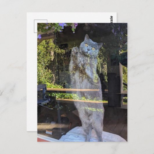 Britische Kurzkatze im Fenster Postkarte (Vorne/Hinten)