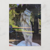 Britische Kurzkatze im Fenster Postkarte (Vorderseite)