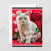 Britische Kurzkatze, Weihnachtsgrüße Postkarte (Vorne/Hinten)