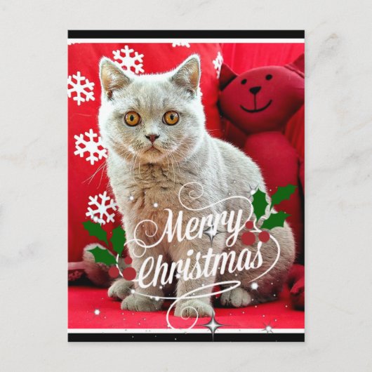 Britische Kurzkatze, Weihnachtsgrüße Postkarte (Vorderseite)