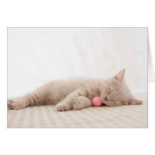 Britische Shorthair Katze