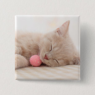 Britische Shorthair Katze Button