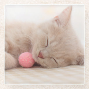 Britische Shorthair Katze Glasuntersetzer