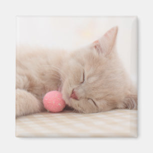 Britische Shorthair Katze Magnet