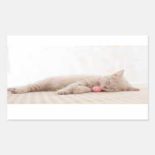 Britische Shorthair Katze Rechteckiger Aufkleber
