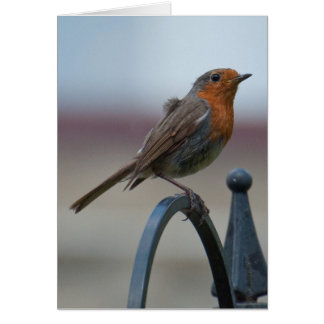 Britische Singvögel: Junger Robin