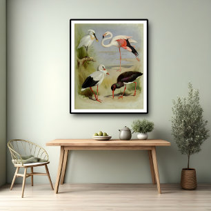 Britische Vögel, Kunstdarstellungen Poster