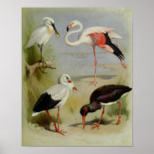 Britische Vögel, Kunstdarstellungen Poster (Vorne)
