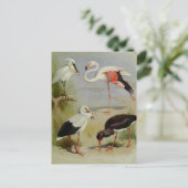 Britische Vögel, Kunstdarstellungen Postkarte (Stehend Vorderseite)