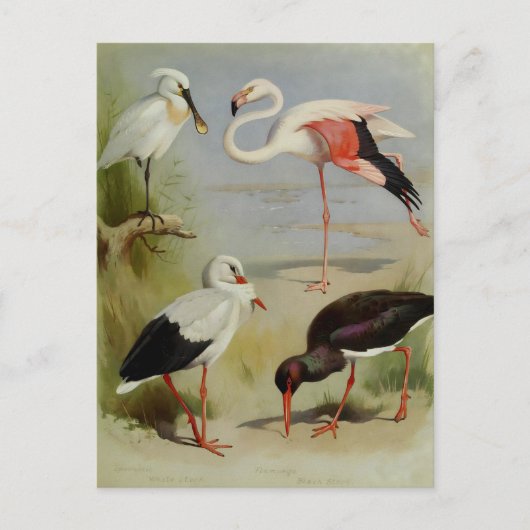 Britische Vögel, Kunstdarstellungen Postkarte (Vorderseite)