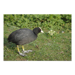 Britischer Coot Fotodruck
