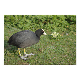 Britischer Coot Fotodruck