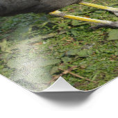 Britischer Coot Fotodruck (Ecke)