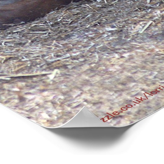 Britischer gepunkteter Ponydruck Poster (Ecke)