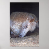 Britischer gepunkteter Ponydruck Poster (Vorne)