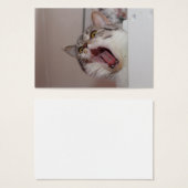 britischer Kurzhaar (Vorne & Hinten)