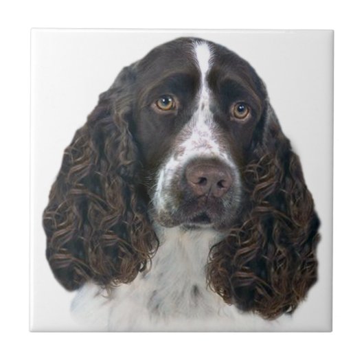 Britischer Spaniel Portrait Tiles Fliese (Vorderseite)