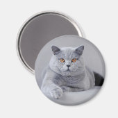 Britisches Kurzhaar Magnet (Vorderseite/Rückseite)