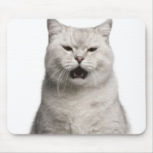 Britisches Shorthair (4 Jahre alt) Mousepad