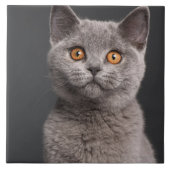 Britisches Shorthair Kätzchen (3 Monate alte) Fliese (Vorderseite)