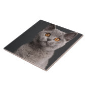 Britisches Shorthair Kätzchen (3 Monate alte) Fliese (Seite)