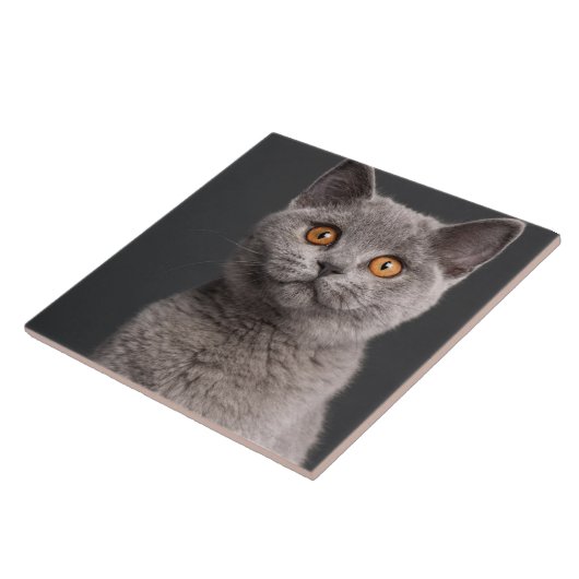 Britisches Shorthair Kätzchen (3 Monate alte) Fliese (Seite)