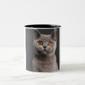 Britisches Shorthair Kätzchen (3 Monate alte) Zweifarbige Tasse (Mittel)