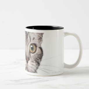 Britisches Shorthair Kätzchen (4 Monate alte) Zweifarbige Tasse