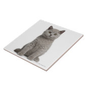 Britisches Shorthair Kätzchen Fliese (Seite)