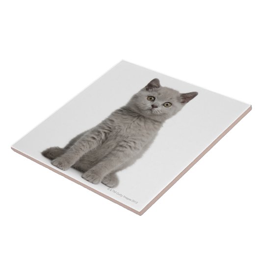 Britisches Shorthair Kätzchen Fliese (Seite)