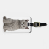 Britisches Shorthair Kätzchen Gepäckanhänger (Vorderseite horizontal)