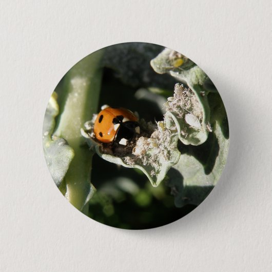 British 7 Spot Ladybug Button (Vorderseite)