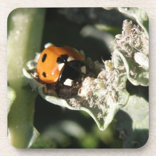 British 7 Spot Ladybug Cork Untersetzer