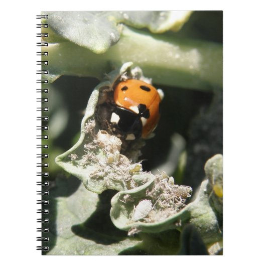 British 7 Spot Ladybug Notebook Notizblock (Vorderseite)