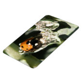 British 7 Spot Ladybug Premium Magnet (Linke Seite)