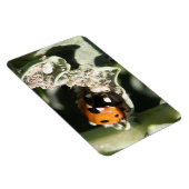 British 7 Spot Ladybug Premium Magnet (Rechte Seite)