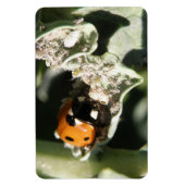 British 7 Spot Ladybug Premium Magnet (Vertikal)