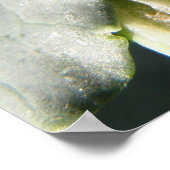 British 7 Spot Ladybug Print Poster (Ecke)