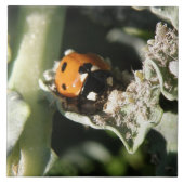 British 7 Spot Ladybug Tile Fliese (Vorderseite)