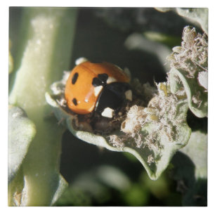 British 7 Spot Ladybug Tile Fliese