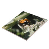 British 7 Spot Ladybug Tile Fliese (Seite)