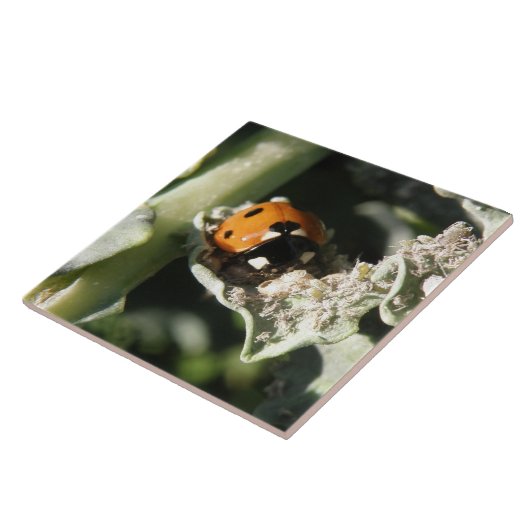 British 7 Spot Ladybug Tile Fliese (Seite)