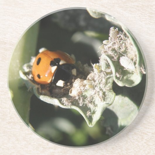 British 7 Spot Ladybug Untersetzer (Vorne)